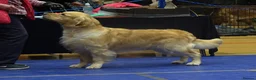 Golden Retriever dogs for stud: Cesarka Golden Retrievers in Conwy - Advert 5