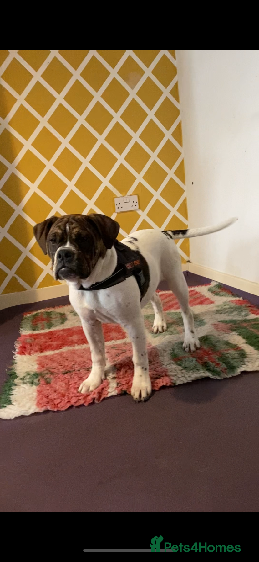 Alapaha Blue Blood Bulldog dogs Pure bred pedigree ALAPAHAS 2left - Advert 2