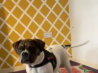 Alapaha Blue Blood Bulldog dogs Pure bred pedigree ALAPAHAS 2left - Advert 2