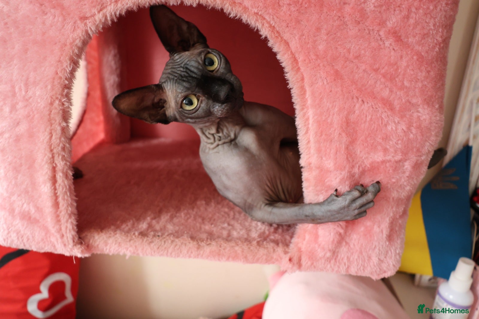 Sphynx cats New Sphynx Litter Available Now! - Advert 2