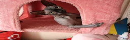 Sphynx cats for sale: New Sphynx Litter Available Now! - Advert 3