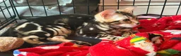Bengal cats for sale: Beautiful Marble Bengal Kittens  - Advert 1