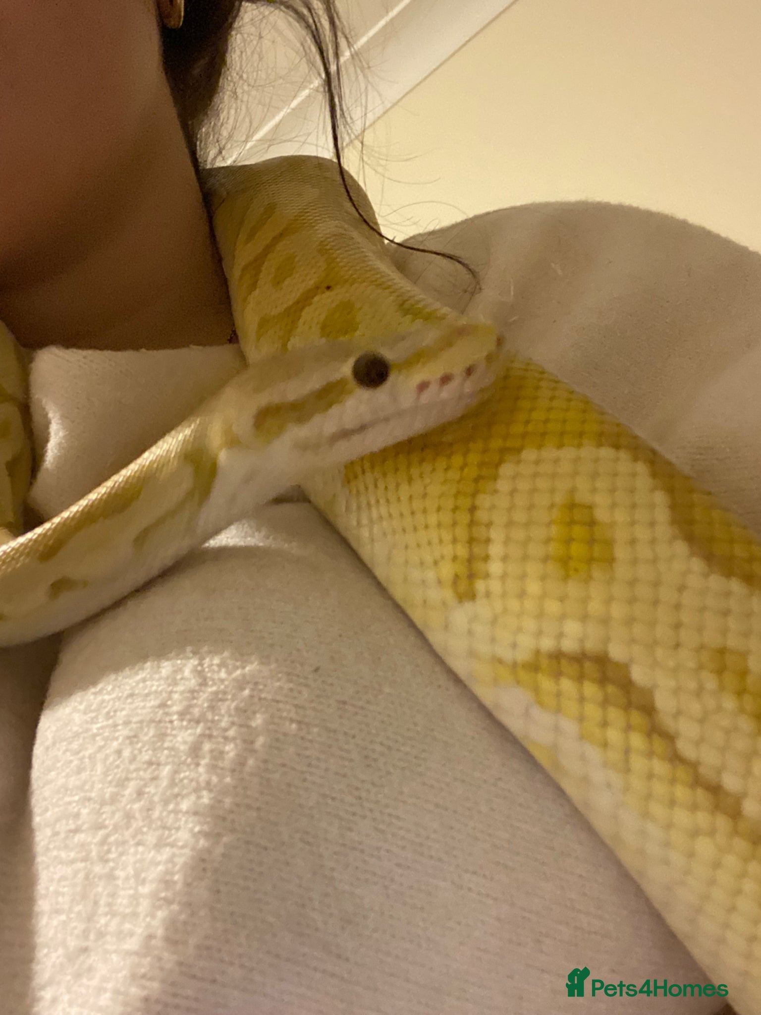 Python Snake reptiles Banana royal python with set up - Advert 2