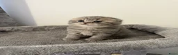 Scottish Fold cats for sale: Scottish fold female kitten pure breed in London - Advert 25