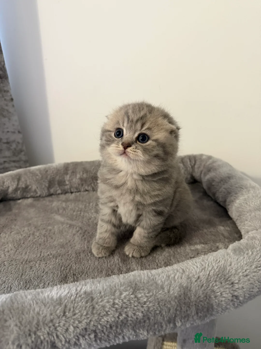 Scottish Fold cats for sale: Scottish fold female kitten pure breed in London - Advert 25