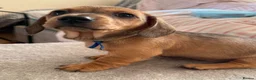 Miniature Dachshund dogs for sale: RED DAPPLE MINIATURE DACHSHUND  - Advert 23
