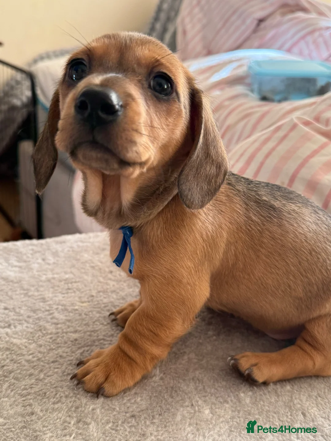 Miniature Dachshund dogs for sale: RED DAPPLE MINIATURE DACHSHUND  - Advert 23