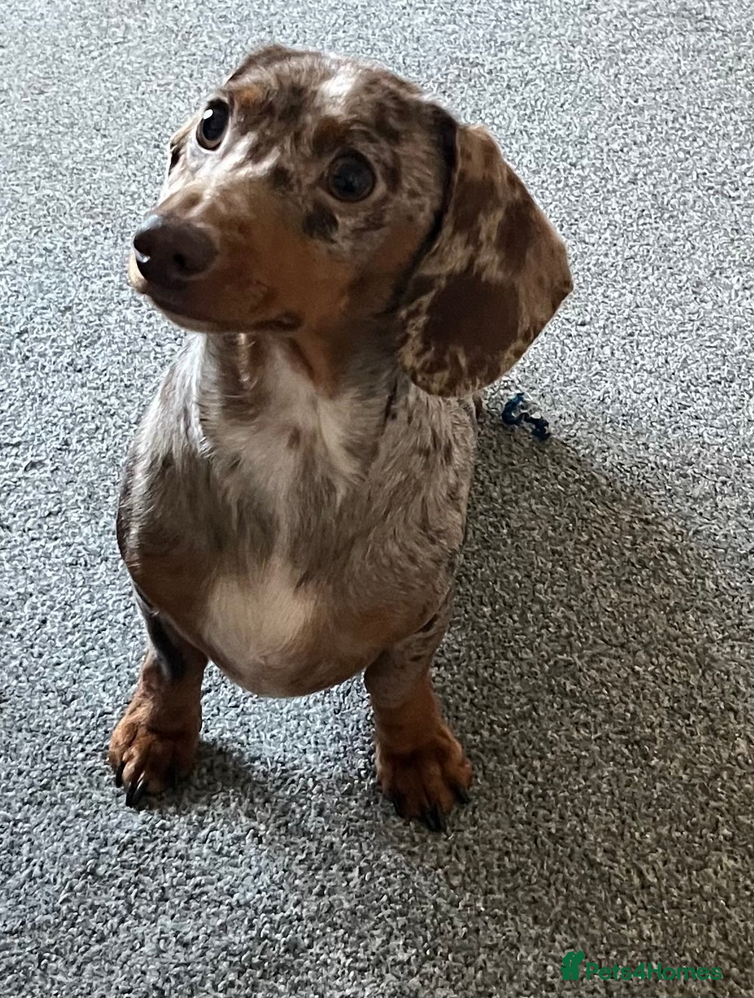 Miniature Dachshund dogs for sale: Kc pra clear Dachshund girl - Advert 1