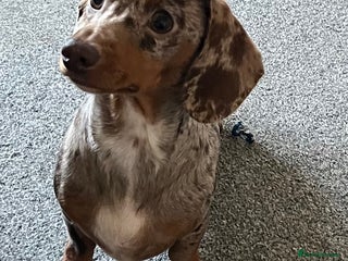 Miniature Dachshund dogs Kc pra clear Dachshund girl - Advert 4