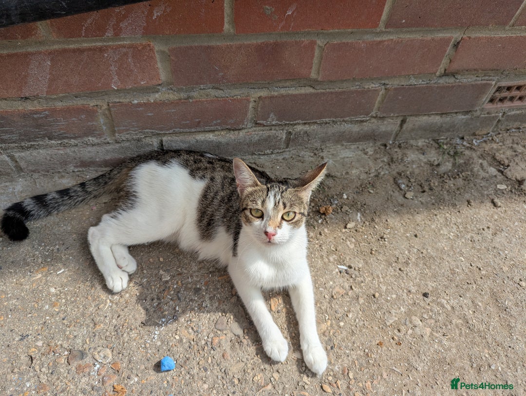 Domestic Shorthair cats for sale: Caring, Friendly 1-Year-old cat- Ready to Rehome - Image 3
