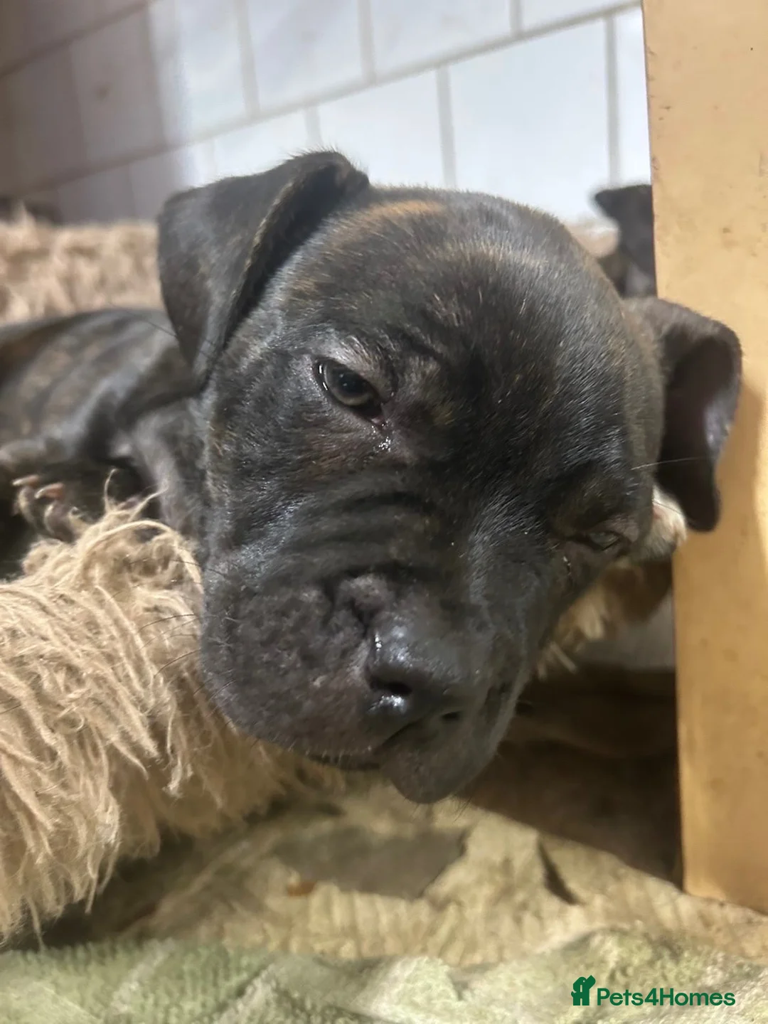 Mixed Breed dogs for sale: French bulldog  x staffy  in Bristol - Advert 8