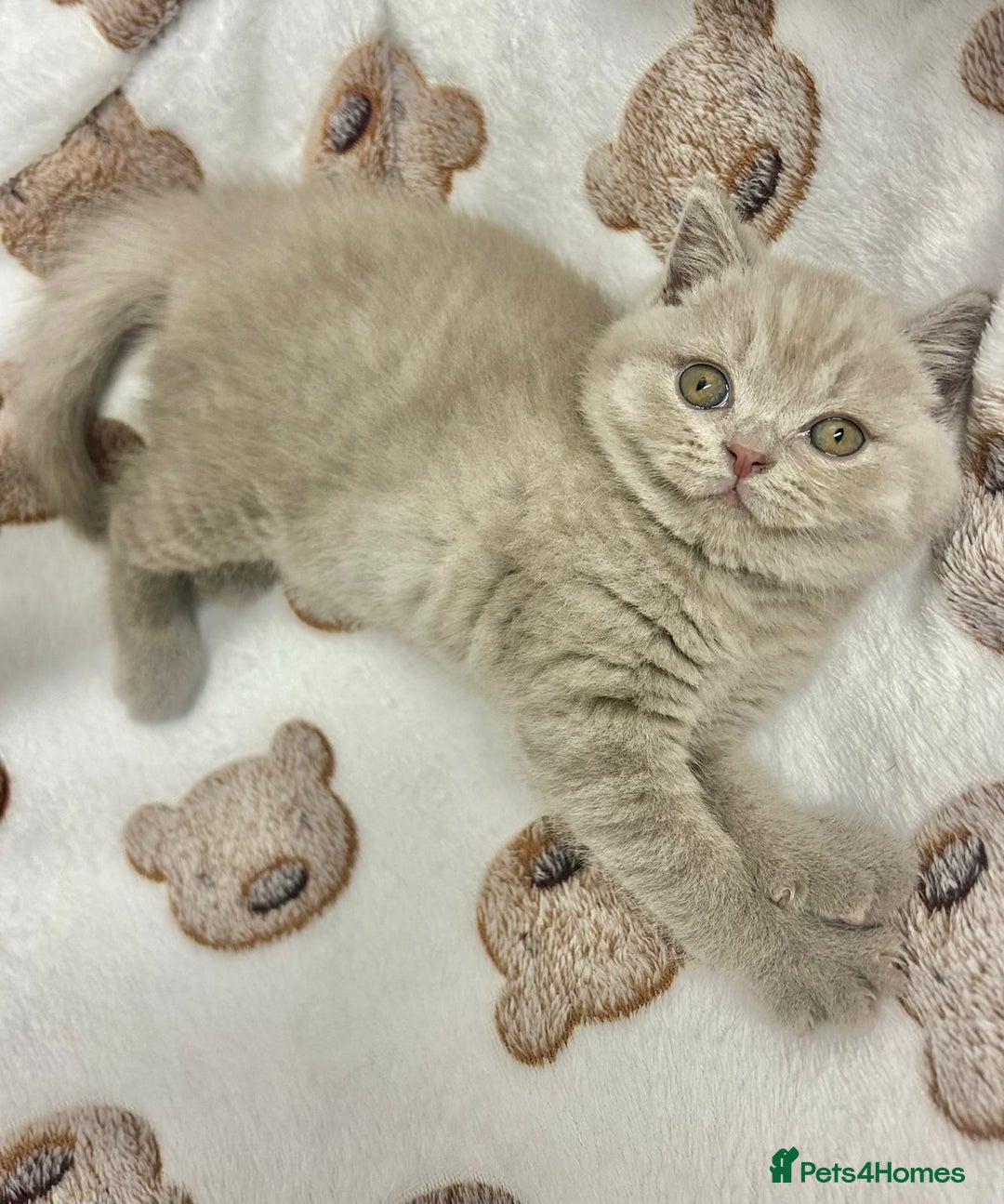 British Shorthair cats for sale: GCCF British Shorthair for Sale - Advert 9