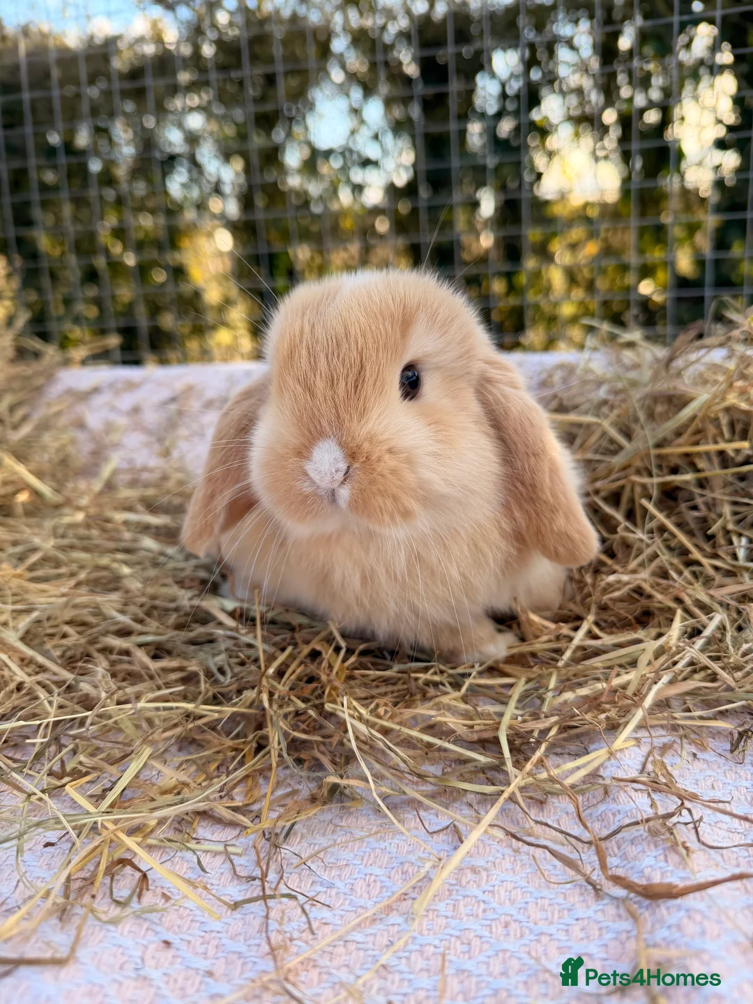 Mini Lop rabbits for sale: Gorgeous mini Lop babies  - Advert 28