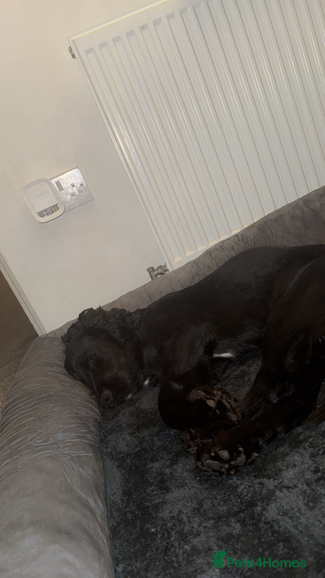 Cocker Spaniel dogs for sale: Working cocker spaniel LAST 2 REMAINING  - Image 11