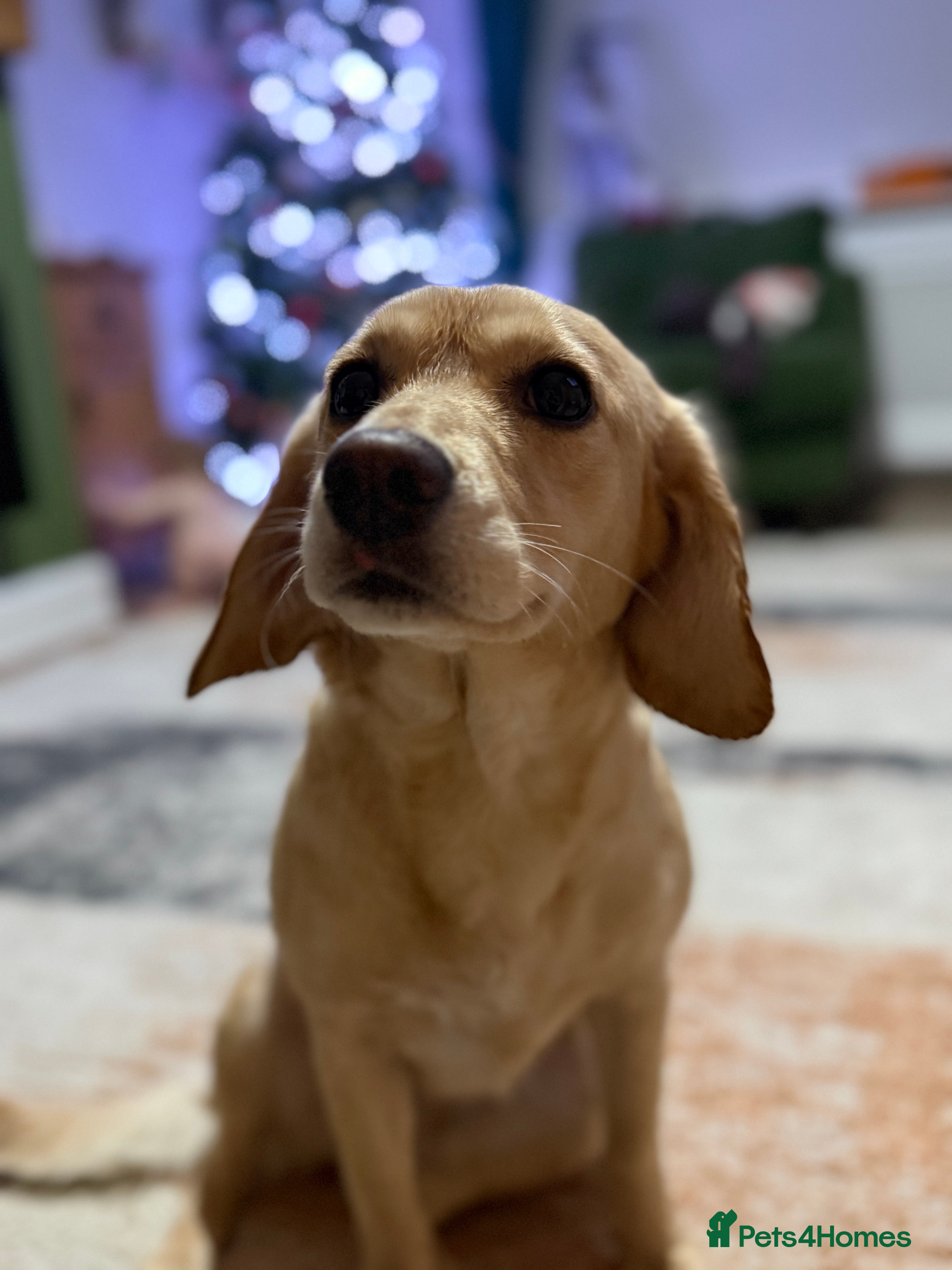 Mixed Breed dogs Peach - Advert 1