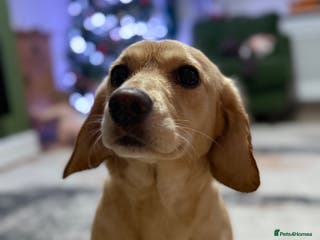 Mixed Breed dogs Peach - Advert 6