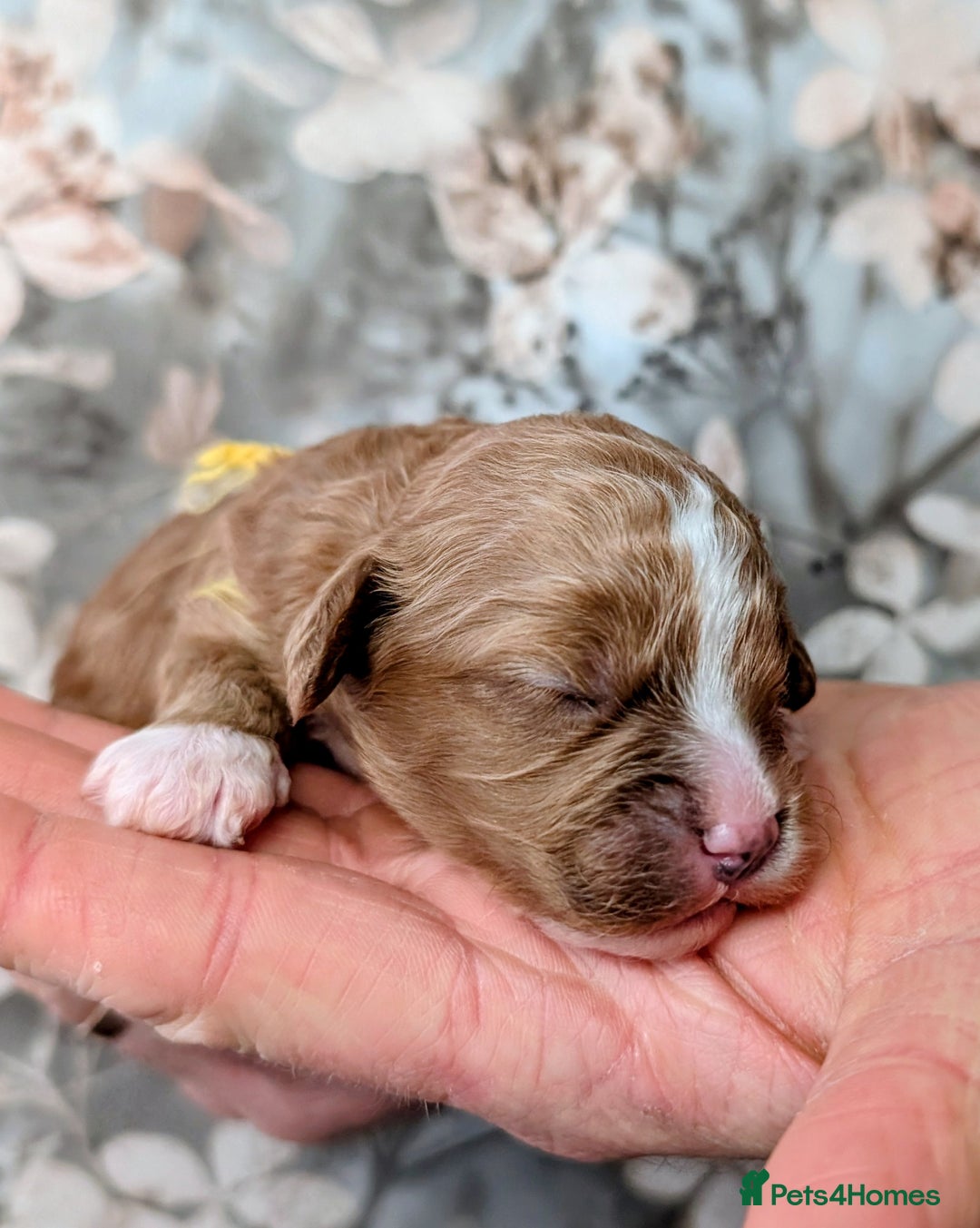 Toy Poodle dogs for sale: 🖤CAVAPOO BABIES🖤TESTED PARENTS! - Advert 11