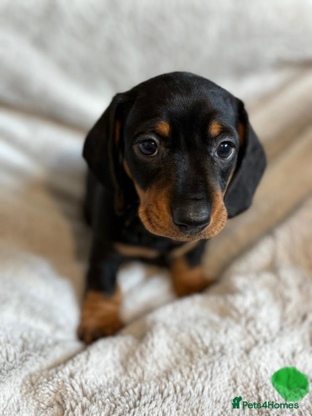 Miniature Dachshund dogs for sale: Adorable Miniature Dachshund Puppies - Image 19
