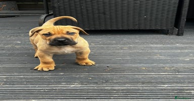 Presa Canario dogs - Advert 6