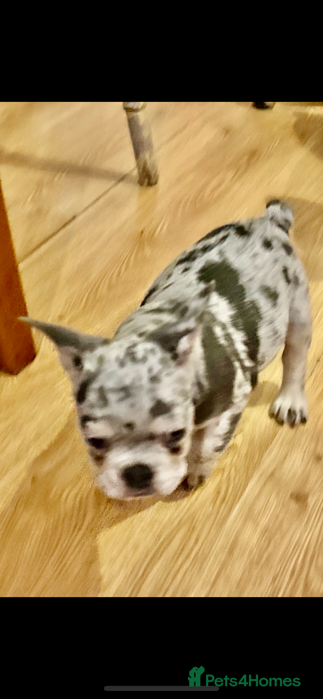 French Bulldog dogs for sale: Stunning fluffy Frenchies ready to leave now  - Advert 4