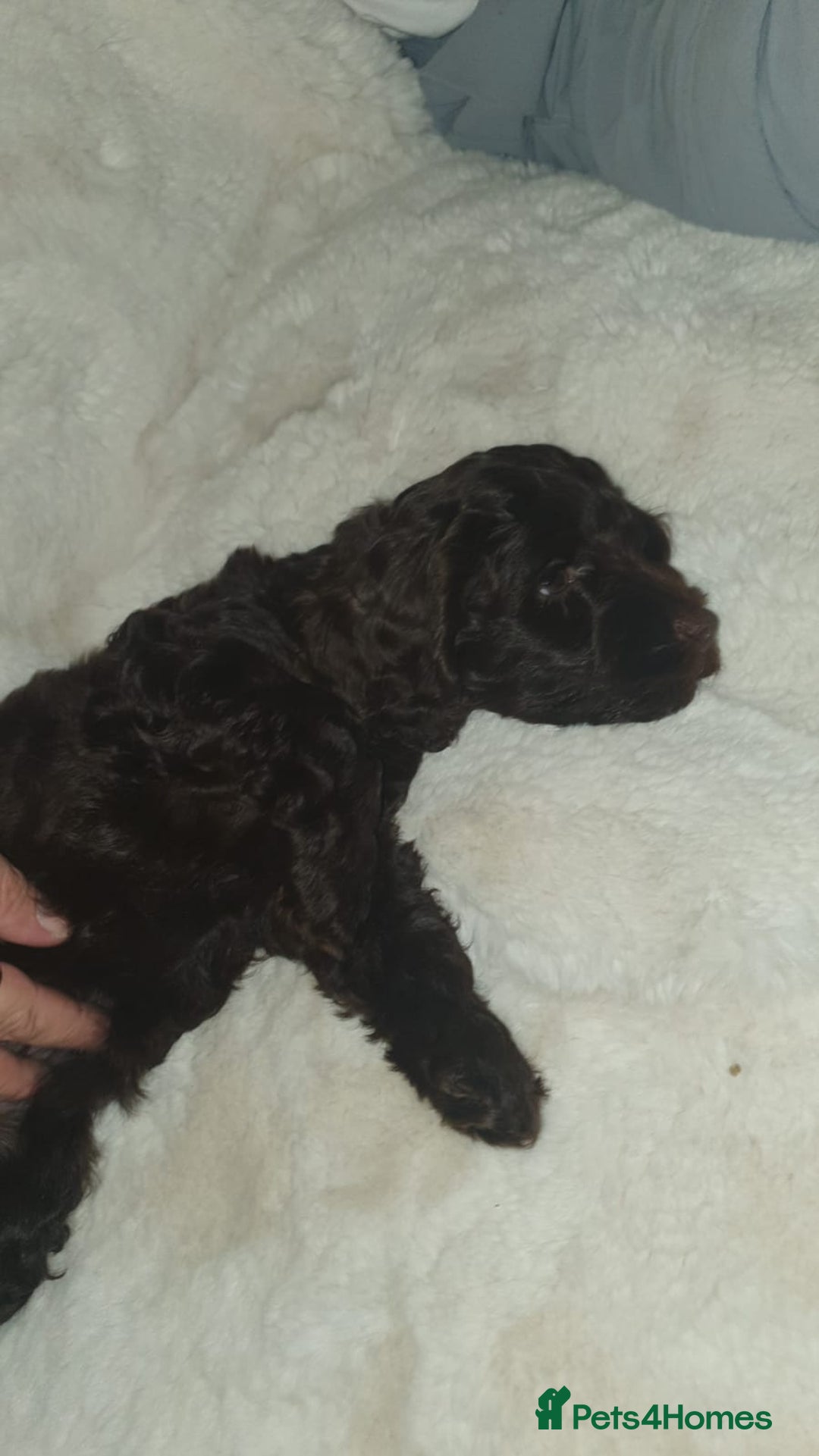 Cockapoo dogs for sale: F2 cockapoos  - Image 7
