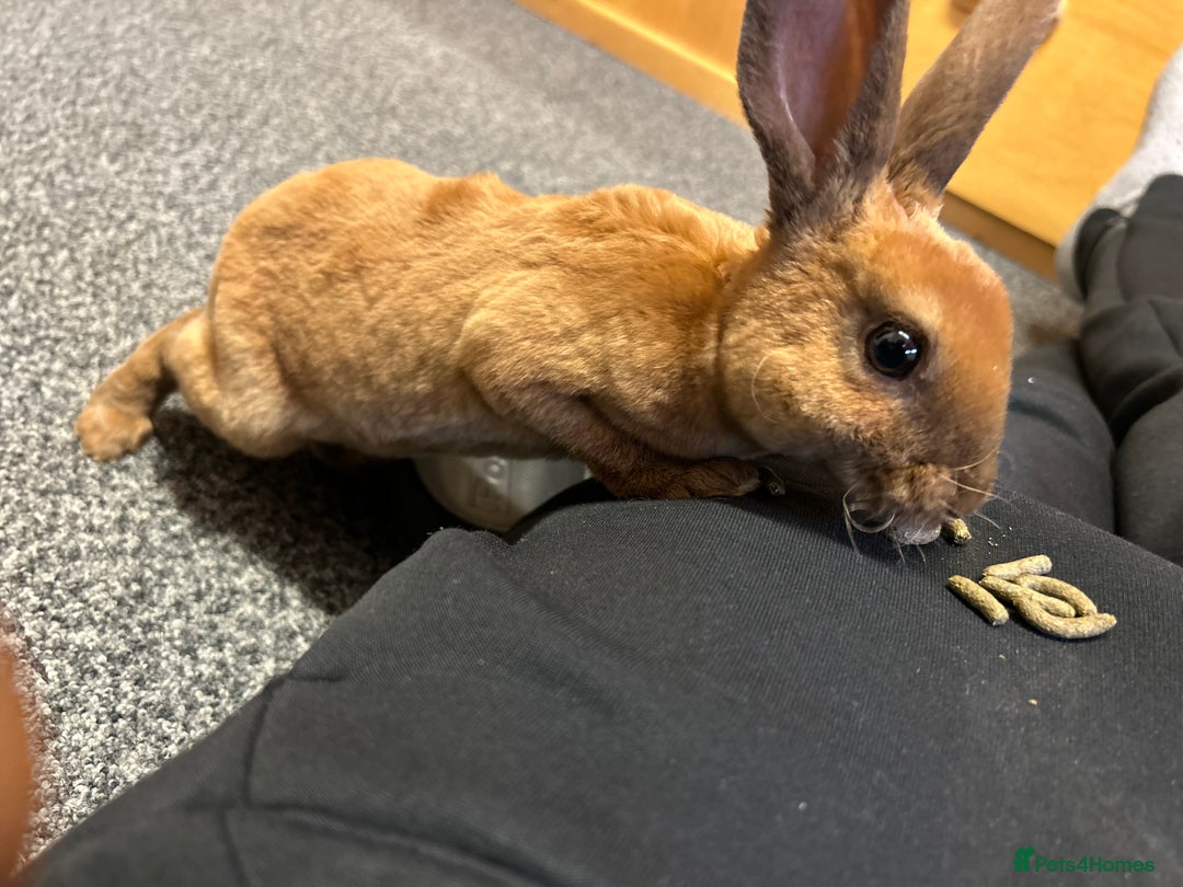 Rex rabbits for sale: gentle & playful purebred mini rex  - Image 7