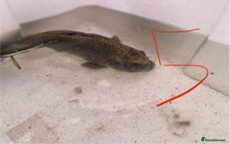 Koi Carp fish for sale: Mixture of Koi  - Image 10