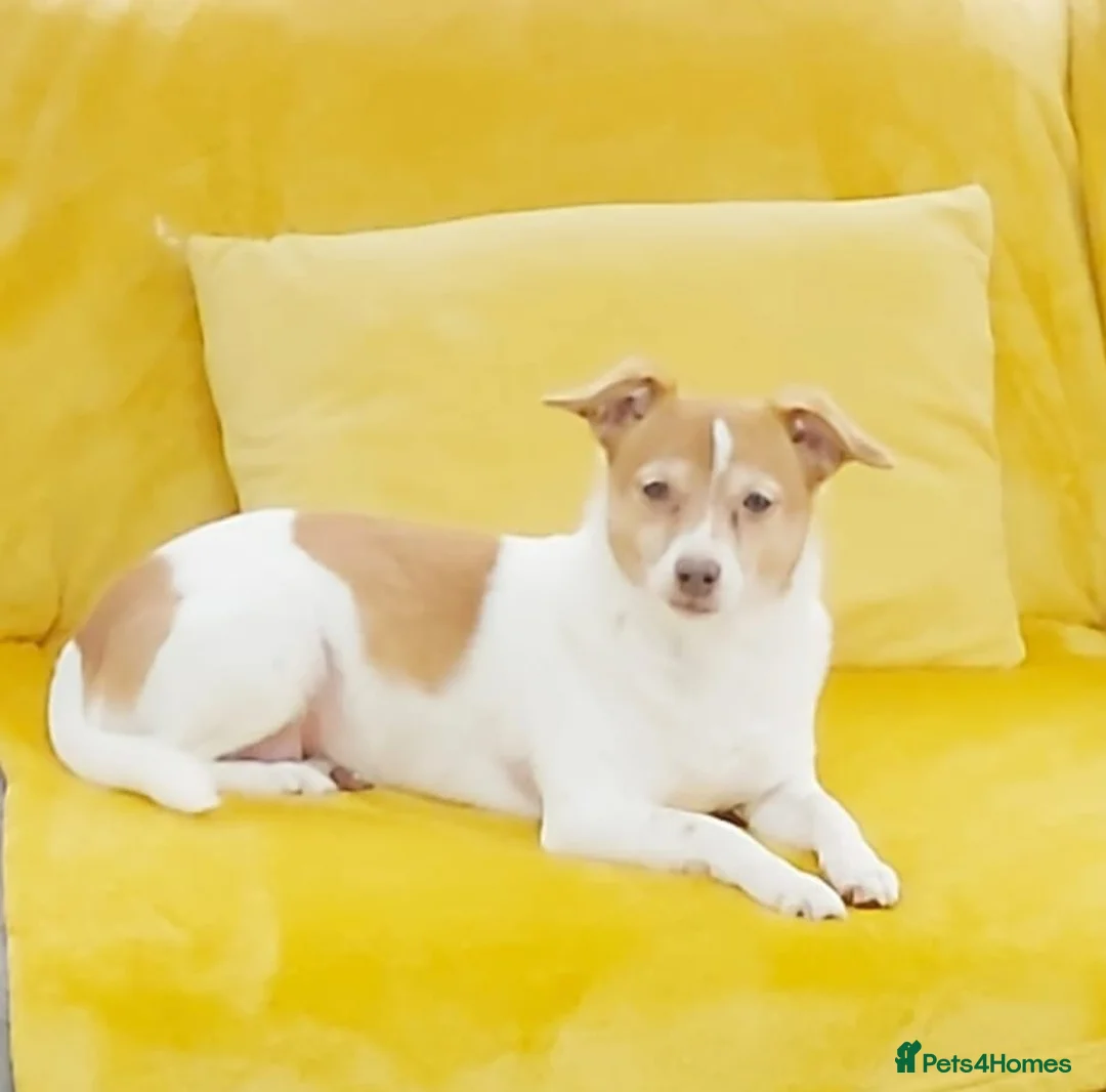 Mixed Breed dogs for adoption: URGENT FOSTER NEEDED: ❤️POPPY❤️Small 7 yo girl in Paignton - Advert 1