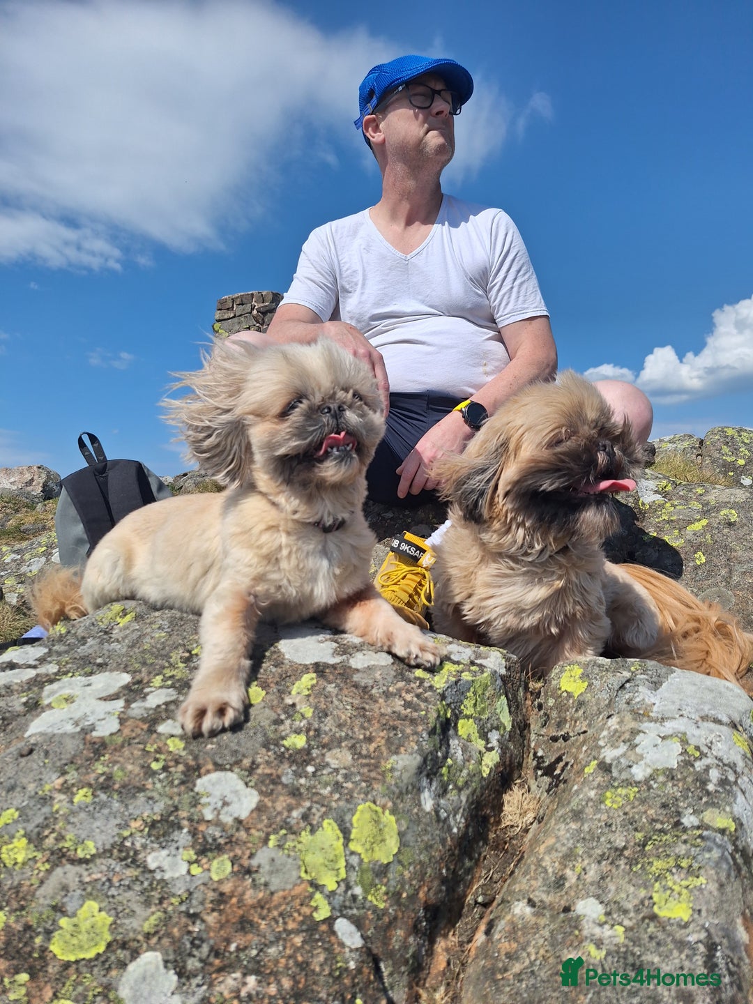 Shih Tzu dogs for sale: KC registered Female Shih Tzu. - Image 2