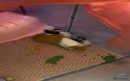 Guinea Pig rodents for sale: 2 gorgeous female guinea pigs  - Advert 2