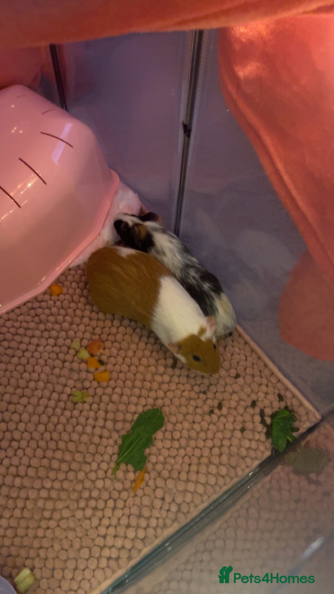 Guinea Pig rodents for sale: 2 gorgeous female guinea pigs  - Advert 2