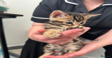 Bengal cats - Advert 2