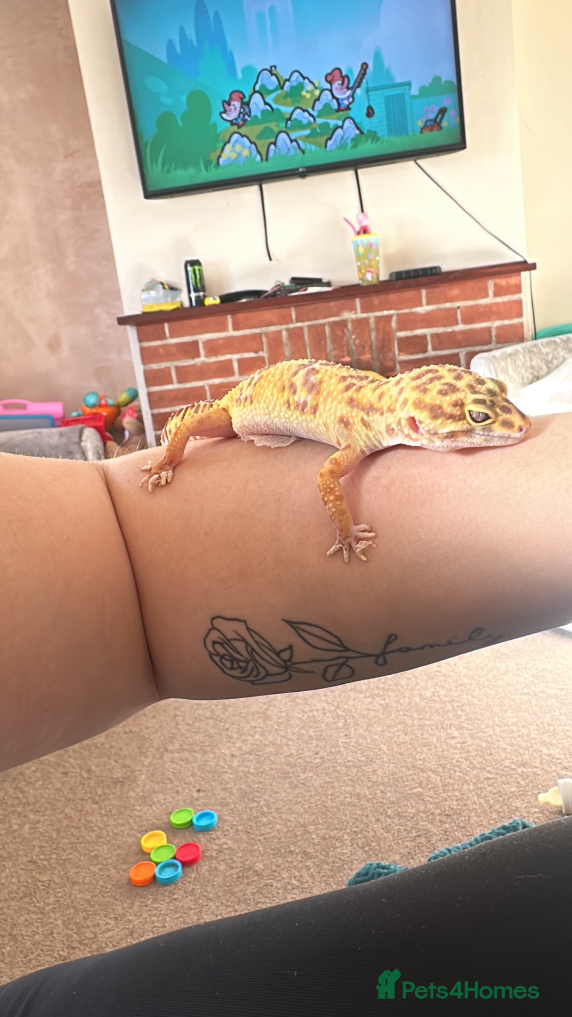 Leopard Gecko reptiles Male leopard ghecko and viv for sale  - Advert 1