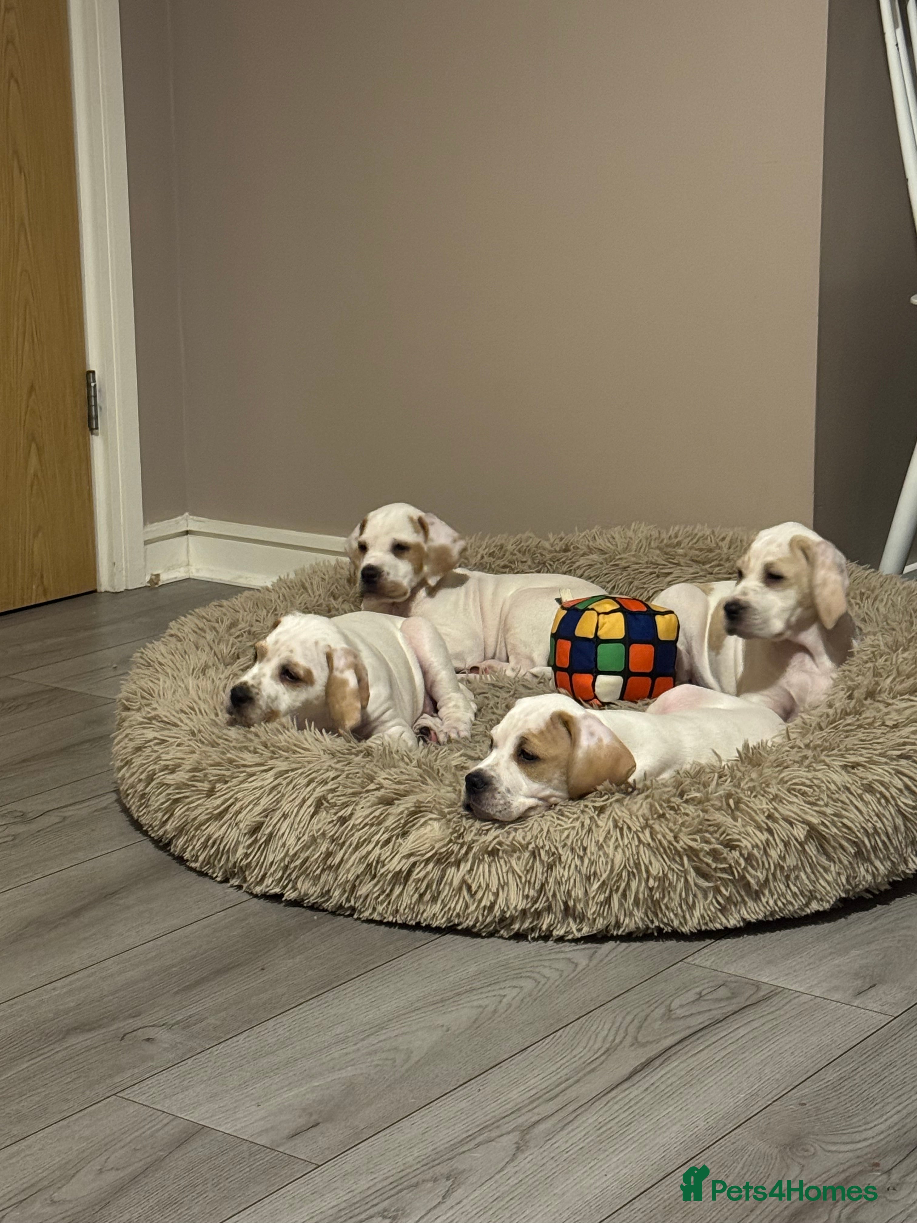 Pointer dogs Beautiful litter of Top Quality Pointer Puppies - Advert 4