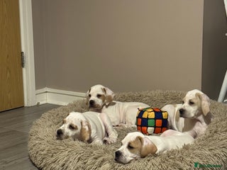 Pointer dogs Beautiful litter of Top Quality Pointer Puppies - Advert 4