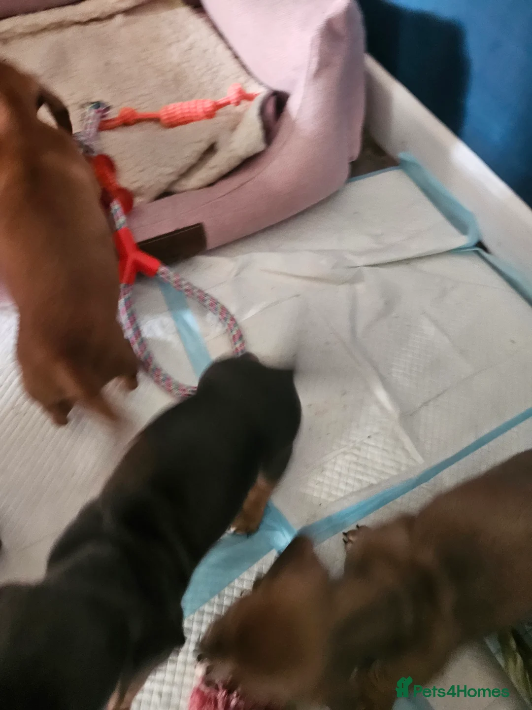 Miniature Dachshund dogs for sale: Kc registers mini smoothaired dachshund puppies - Advert 7