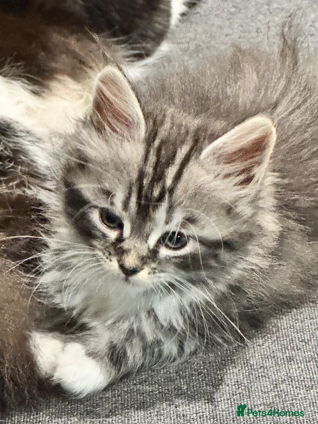 Maine Coon cats for sale: Maine coon cross - Advert 2