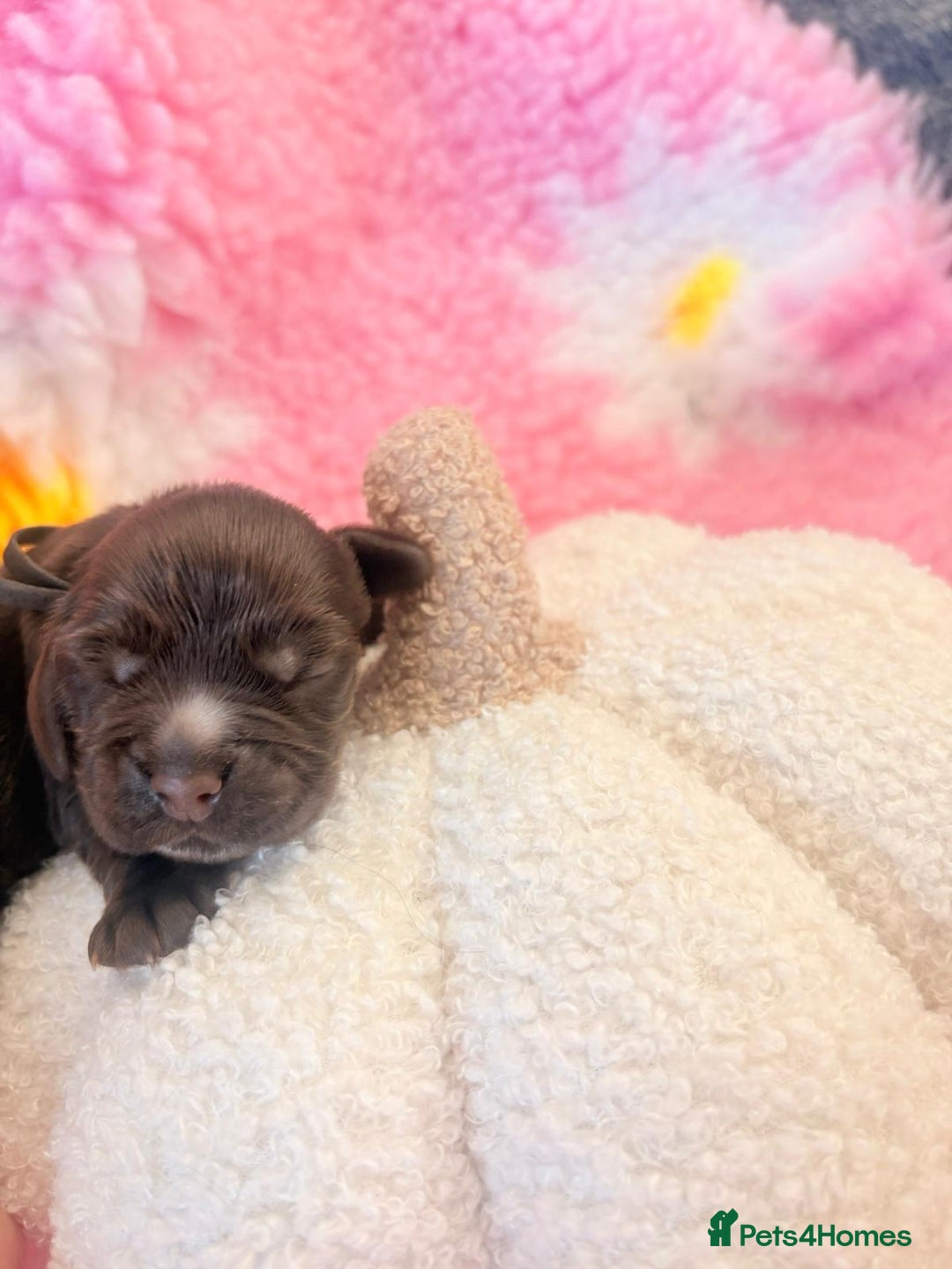 Cocker Spaniel dogs for sale: Stunning litter of show cocker spaniels  - Image 35