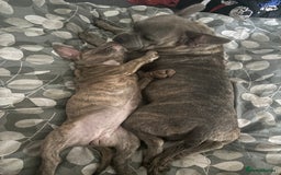 Mixed Breed dogs for sale: Mixed breed puppy - Image 7