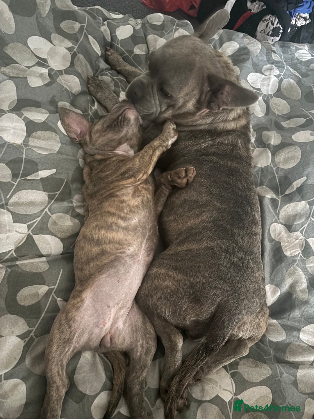 Mixed Breed dogs for sale: Mixed breed puppy - Image 7