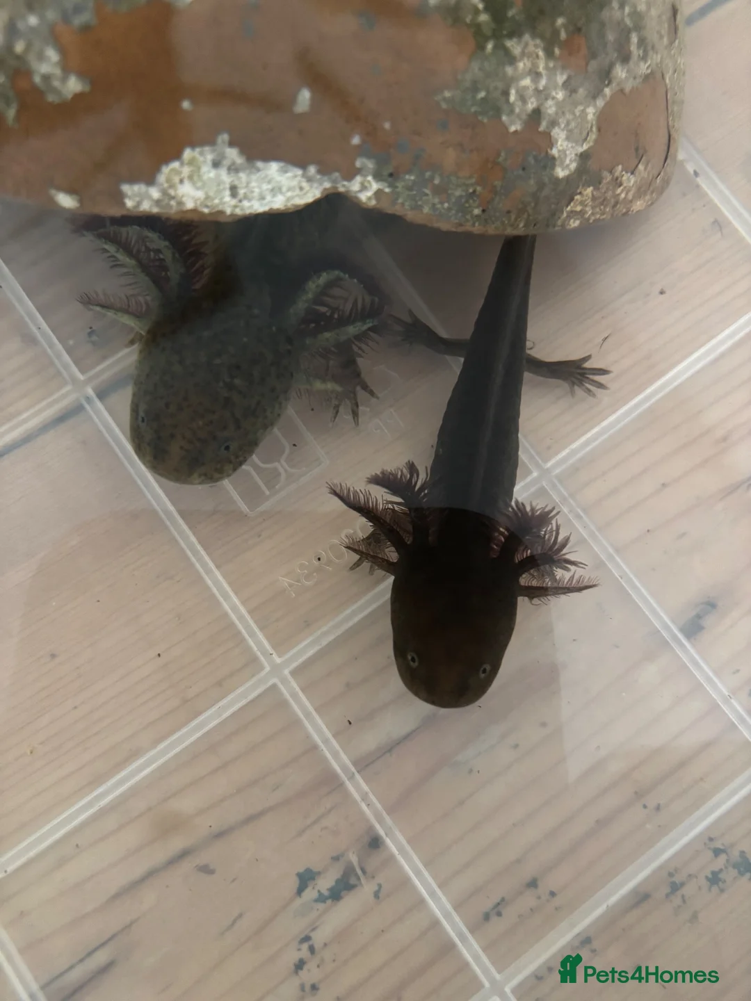 Axolotl reptiles for sale: *** 3 LEFT! *** Baby axolotl for sale  - Advert 2