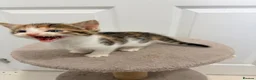 Mixed Breed cats for sale: 4 gorgeous kittens  - Advert 11