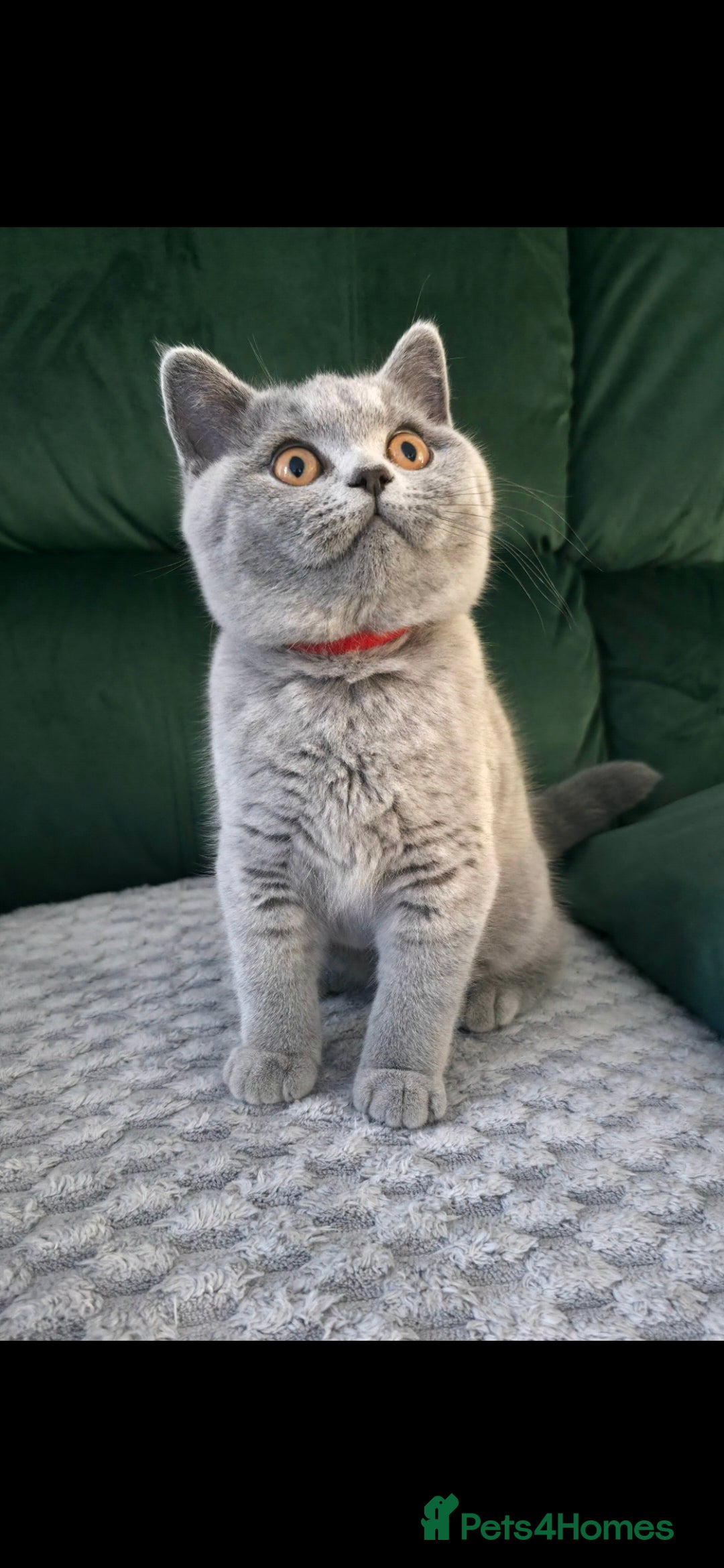 British Shorthair cats GCCF registered British Shorthair kittens ACTIVE - Advert 2