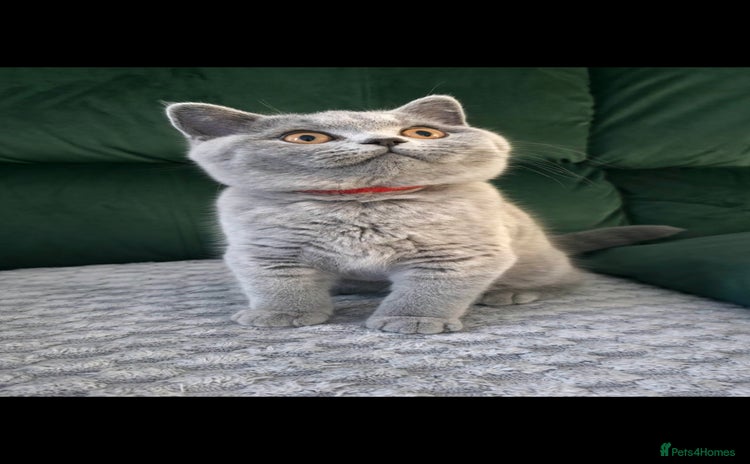 British Shorthair cats - Advert 9