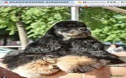 Cockapoo dogs for sale: Rare stunning American miniature teddy cockapoos  - Image 18