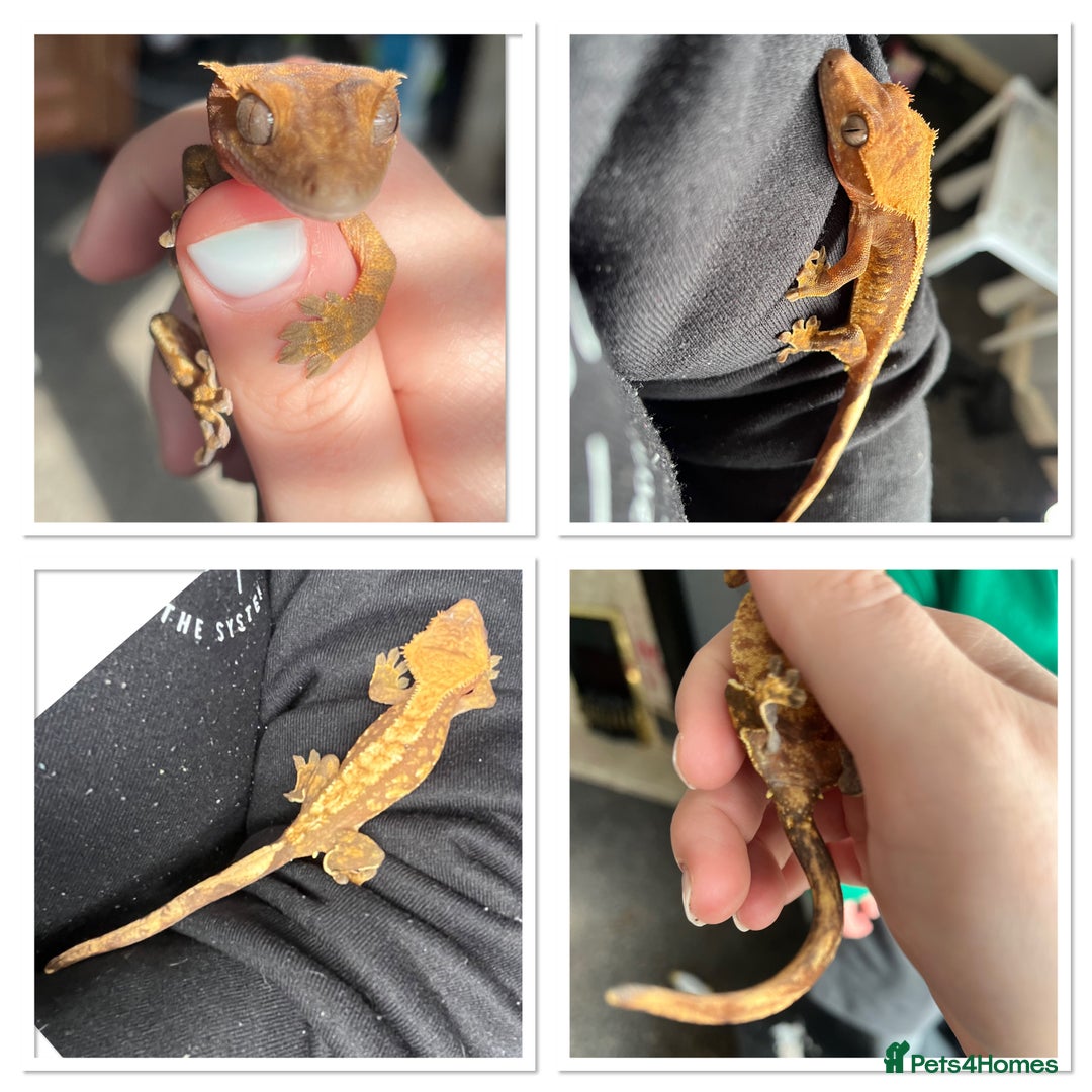 Gecko reptiles for sale: 2yr old Crested Gecko & Viv - Advert 2