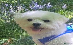 Mixed Breed dogs for sale: Toby  - Image 5