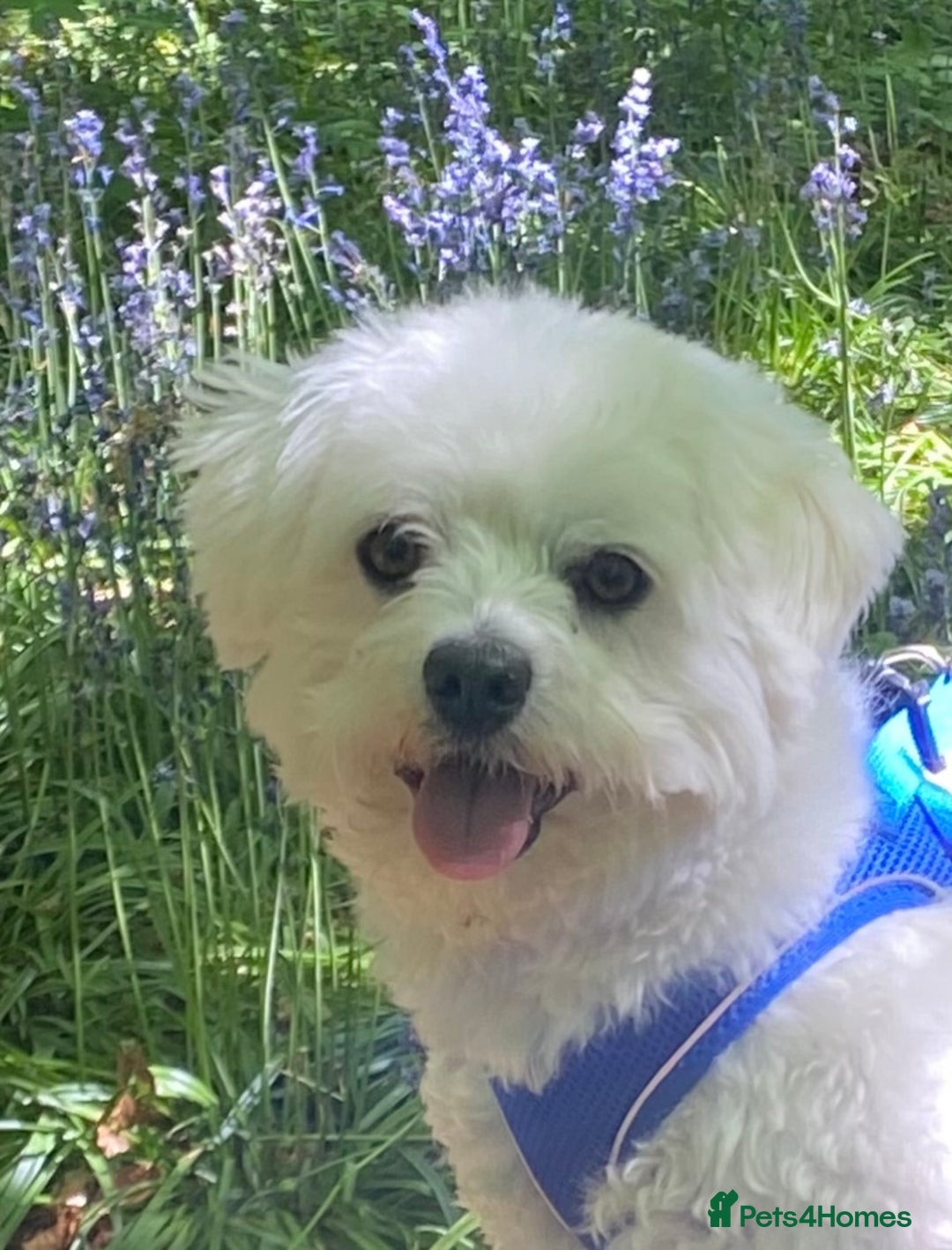 Mixed Breed dogs for sale: Toby  - Image 5