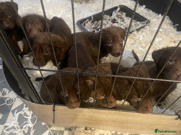 Chesapeake Bay Retriever dogs in Doncaster - Advert 1