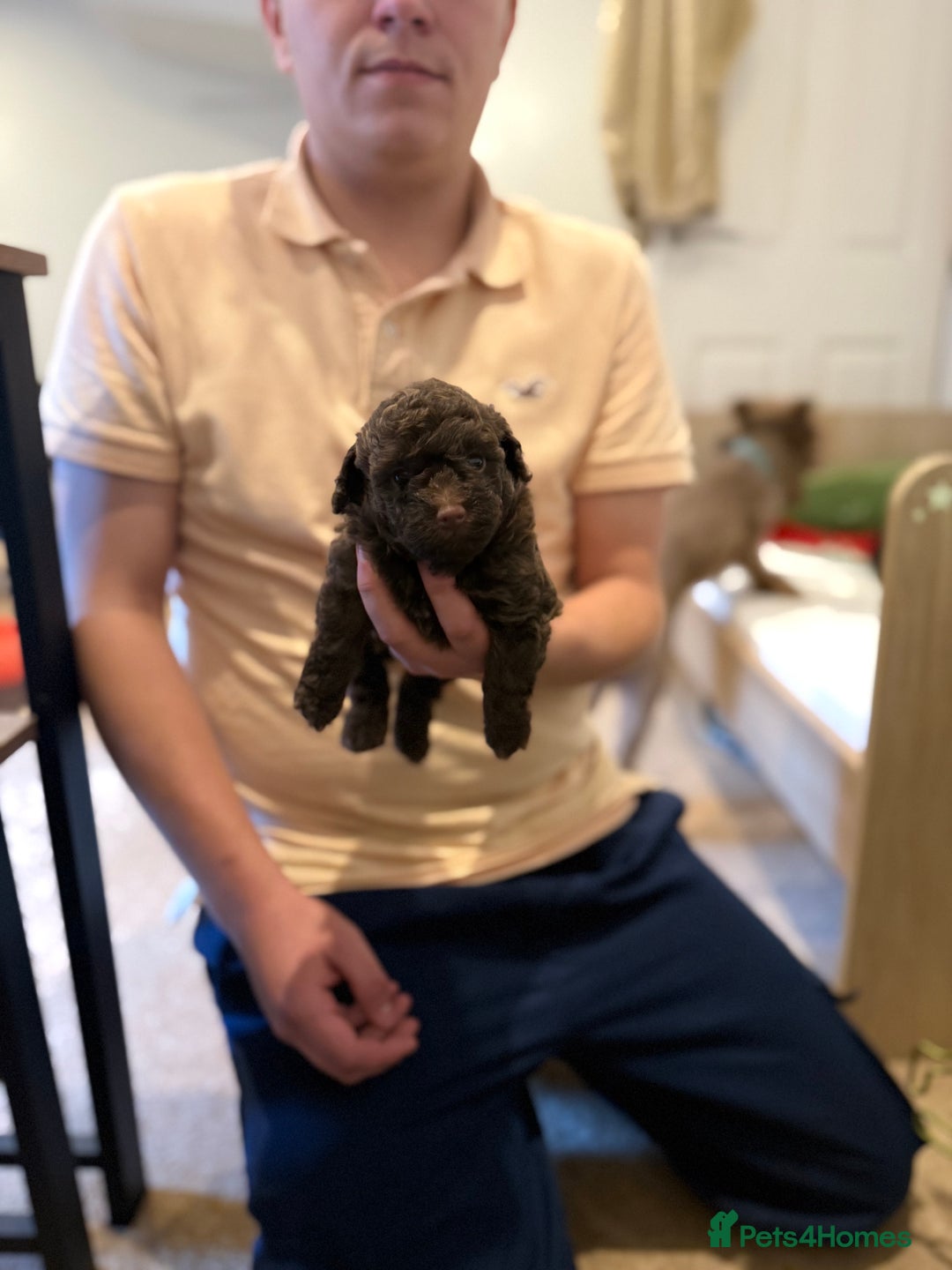 Maltipoo dogs for sale: Chocolate Maltipoos for sale - Image 4